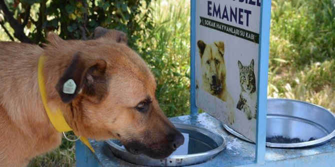 Bozüyük Belediyesi’nden Sokak Hayvanlarına Su Ve Mama