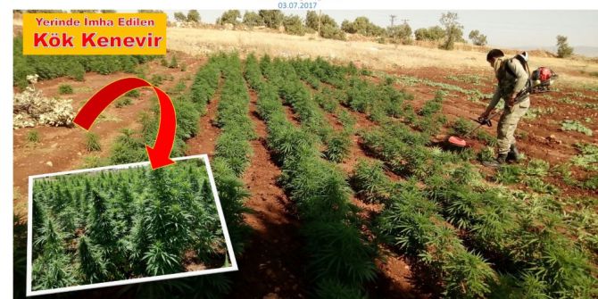 Diyarbakır’da 465 Bin Kök Hint Keneviri Ele Geçirildi