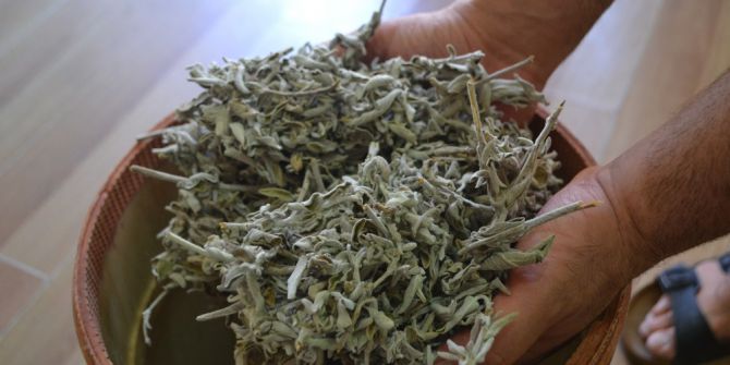 Bunaltıcı Sıcaklarda Terlemeye Karşı Adaçayına Rağbet Arttı