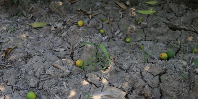 Sıcak Hava Ve Poyraz Narenciyeyi Dalından Kopardı