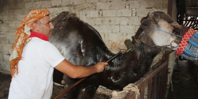 Çöl Sıcaklarına Karşı Deveciler Seferberlik İlan Etti