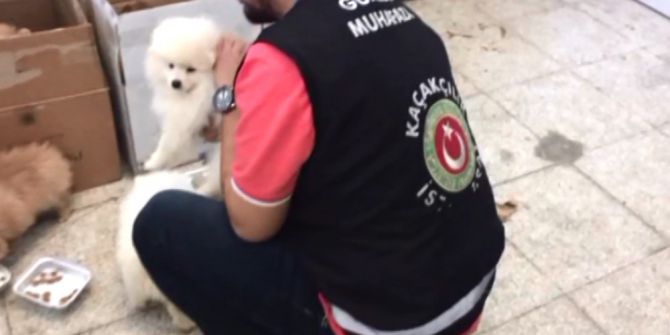 Sarp Sınır Kapısı’nda Süs Köpeği Operasyonu