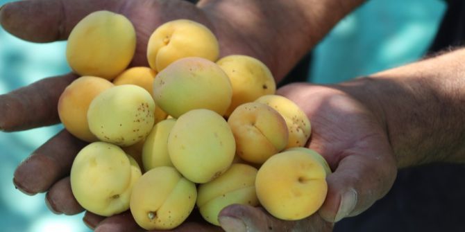 Kayısıda Hasat Zamanı