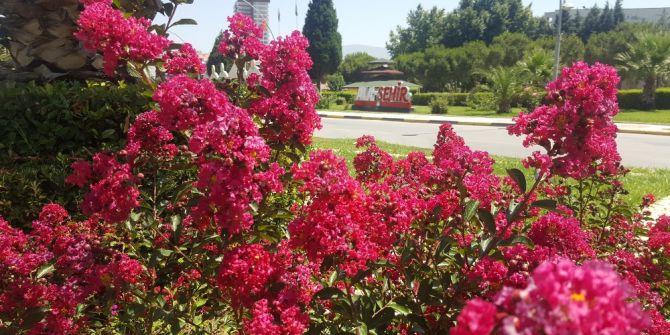 Yaz Çiçekleri Alaşehir’i Renklendiriyor