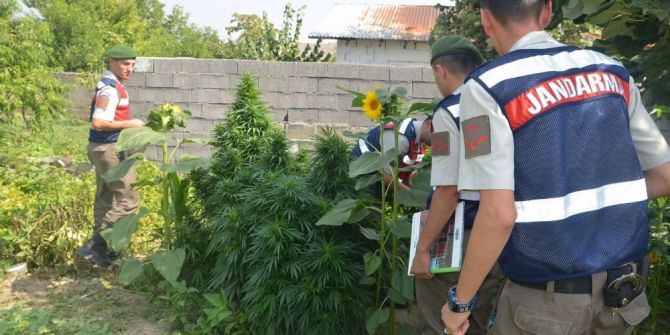 Bursa’da Kenevir Operasyonu