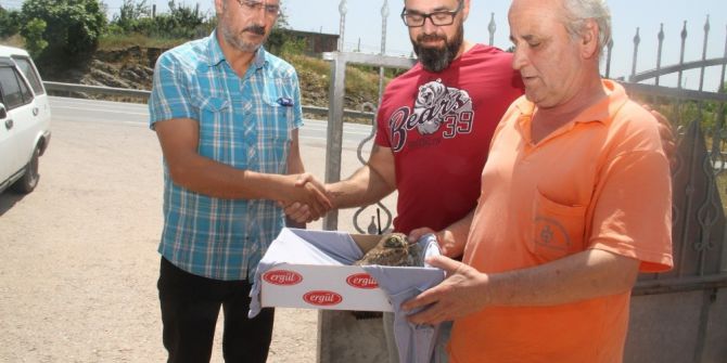Sıcaktan Etkilenen Martı Ve Baykuş Hayata Döndü