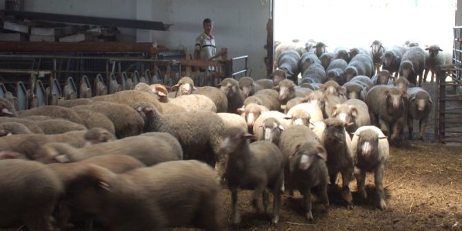 Strese Girmesinler Diye Yünleri Kırkıldı