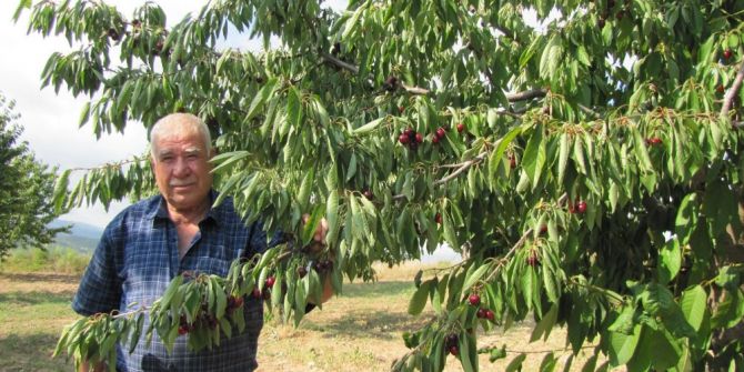 Napolyon Kirazı Kazandırıyor