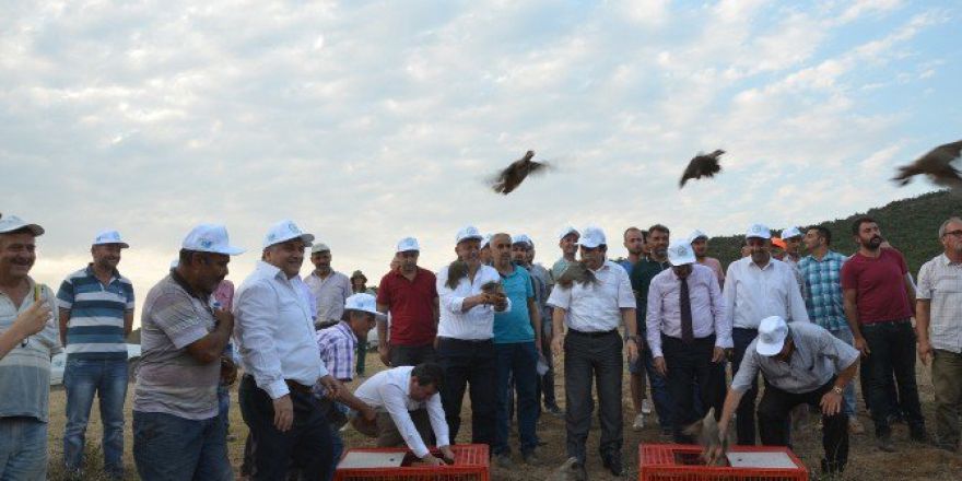 Ormanları Keklikler Koruyacak