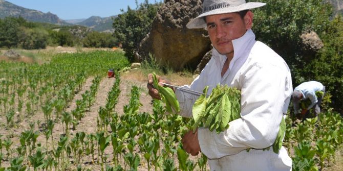 50 Derece Sıcağın Altında Tütün Hasadı