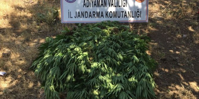 Jandarma Kenevir Bitkisi Ele Geçirdi