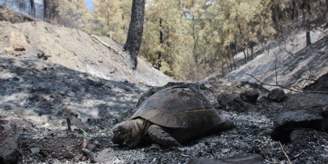 Yangın 4. Günde Söndü, Ekipler Teyakkuzda
