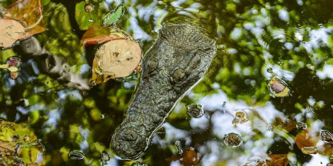 Dünyanın En Eski Timsahına Ömür Boyu Hapis
