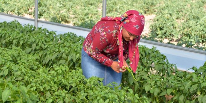 Genç Çiftçi Projesinde İlk Mahsul Yüzleri Güldürdü