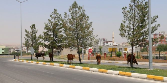 Batman’da Başıboş Hayvanlar Toplatılacak