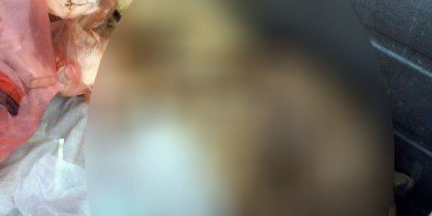 Yalova’da Köpek Katliamı