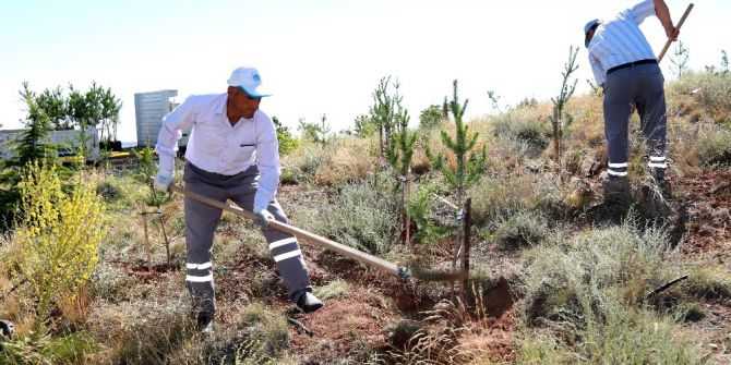 Kılıçaslan Tepesi’ne 7 Bin 500 Karaçam