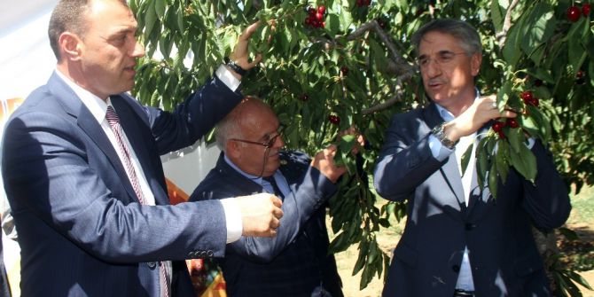Elazığ’da Kiraz Hasat Şenliği