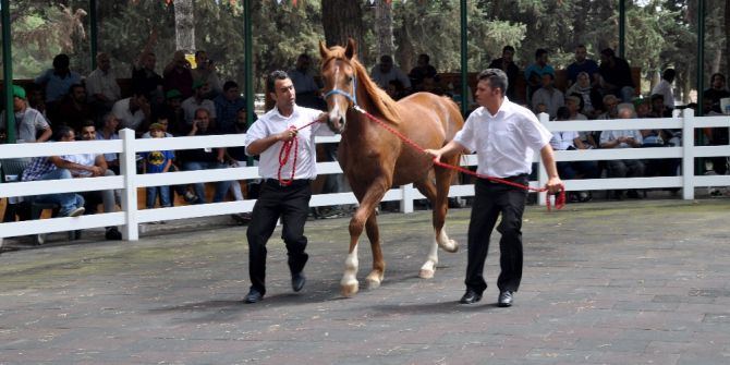 Lüks Daire Fiyatına Taylar Kapışıldı