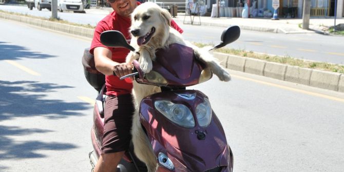 Sokaktan Gelen Dostluk