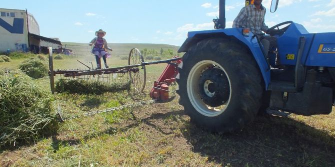 Yaşıtları Tatilde Kendisi Ot Toplamakta