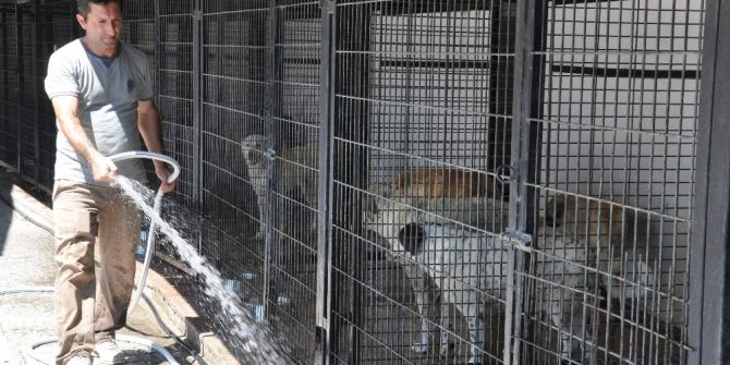 Barınaktaki Hayvanlara Hortumlu Serinletme