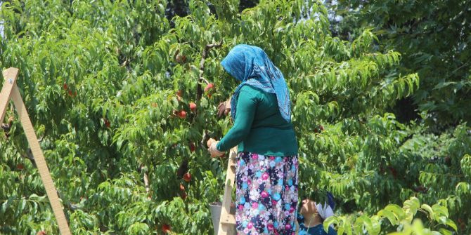 Şeftalinin Tadı Kaçtı