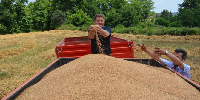 Buğday Üreticisi Hasattan Memnun, Fiyatlardan Şikayetçi