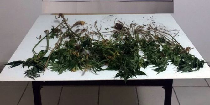 Ormanlık Alanda Kenevir Operasyonu