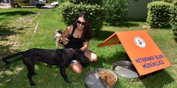 Sokak Hayvanlarına Buzlu Serinlik