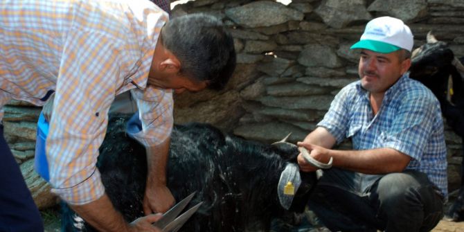 Kurbanlıklar Bayrama Hazırlanıyor