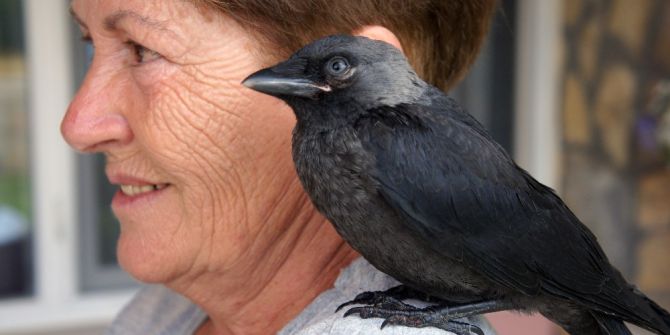 Bu Karga Kendini Muhabbet Kuşu Sanıyor