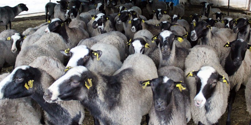 “Küpesiz, Sevksiz, Kaçak Kurbanlık Almayın, Yanarsınız” Uyarısı