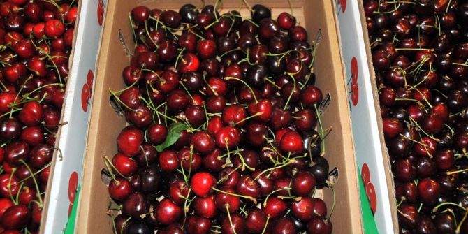 Altıncı Akşehir Kirazı Kültür Ve Sanat Festivali Yapıldı