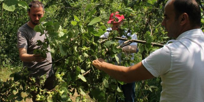 Trabzon’da 2017 Ürünü Fındık Rekoltesi Belirleniyor