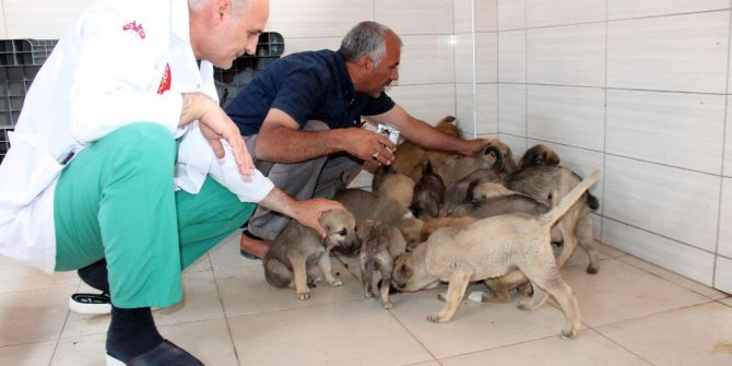 Sokak Hayvanlarının Hem Hastanesi Hemde Evi Oldu