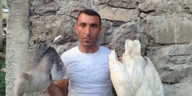 3 Günde 150 Kaz Telef Oldu