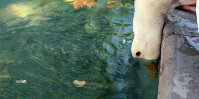 Sıcak Hava İnsanlar Kadar Hayvanları Da Etkiliyor