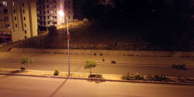 Tunceli’de Yaban Domuzlarını Günün Her Vakti Görmek Mümkün