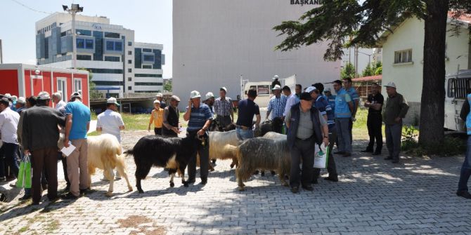 Yerli Irk Honamlı Keçisi, Üreticiyi İhya Edecek
