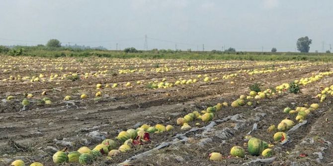 Ürünleri Sıcaktan Yanan Çiftçi Destek Bekliyor