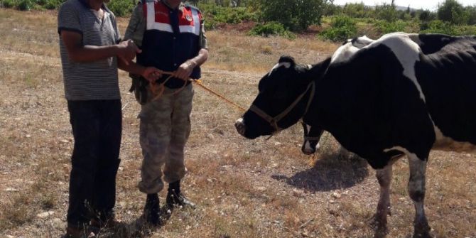 Çalınan İnekler Bulundu