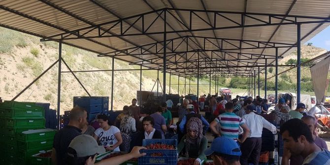 Pulluca Kirazında Son Hasat