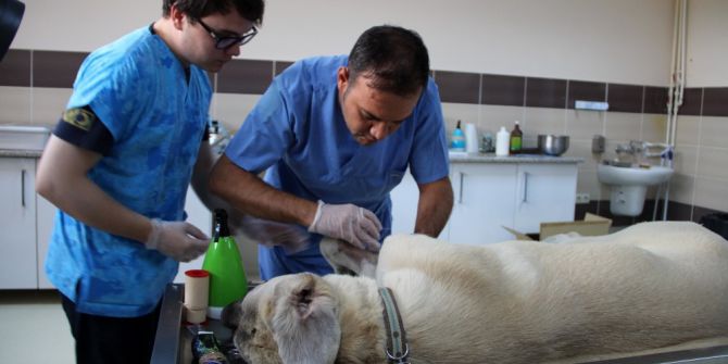 Hastalanan Hayvanlar Kendi Hastanelerinde Şifa Buluyor