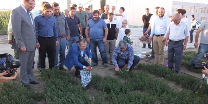 Burhaniye Aromatik Ve Tıbbi Bitkiler Merkezi Olacak