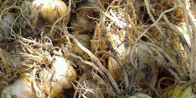 Bigadiç’te Zambak Çiftçinin Umudu Oldu