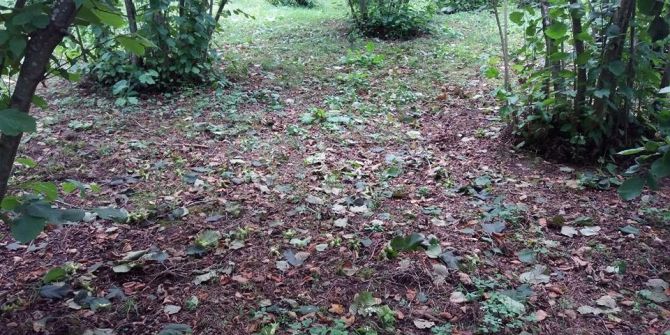 Fırtına Fındığı Yere Döktü