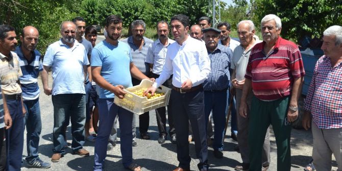 Topladıkları Kayısıları Kasalarla Yere Döktüler