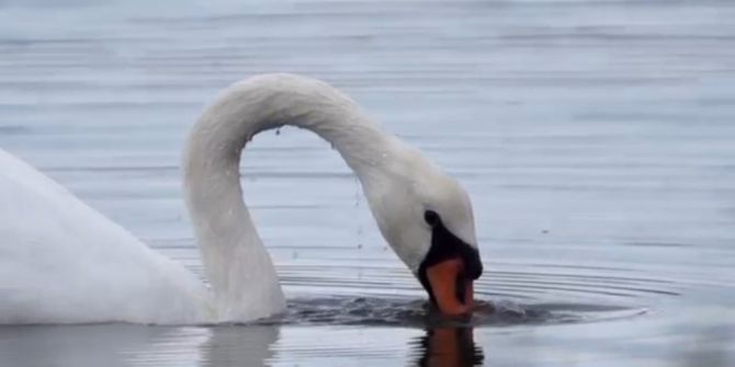 İğneada Longuz Ormanlarının Tanıtım Filmi Hazırlandı