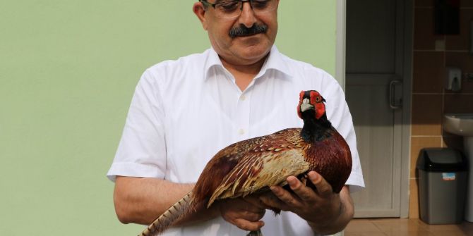 190 Bin Sülün Doğaya Salındı